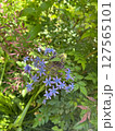 おおるつぼ　花 127565101