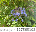 おおるつぼ　花 127565102