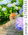 あじさいと微笑むポメラニアン 127565145