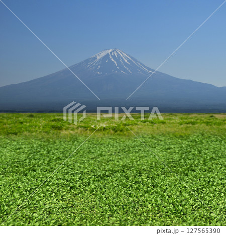 富士山へ続く緑と青空、夏の爽やかな空想の風景 富士山へ続く緑と青空、夏の爽やかな空想の風景 127565390