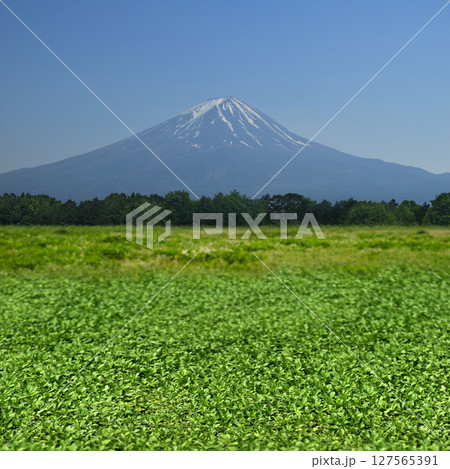 富士山へ続く緑と青空、夏の爽やかな空想の風景 127565391