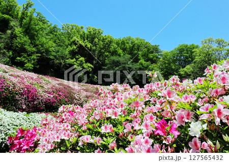 なるかわ園地・つつじ園の風景 なるかわ園地・つつじ園の風景 127565432