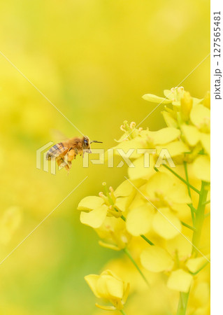 ホバリングして菜の花の花粉を集めに来たミツバチ 127565481