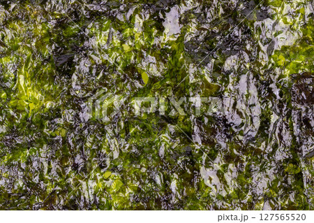 Seaweed texture image sheets korean 127565520