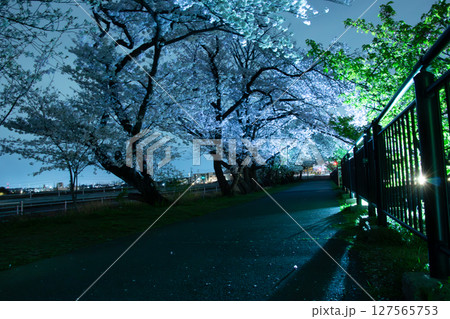 日本の夜桜 日本の夜桜 127565753