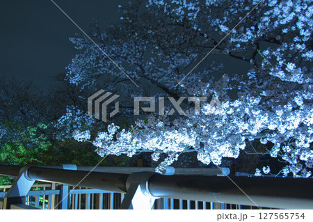 日本の夜桜 日本の夜桜 127565754