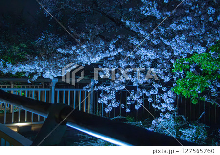 日本の夜桜 日本の夜桜 127565760