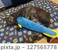 猫とぬいぐるみ 127565778