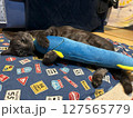 猫とぬいぐるみ 127565779