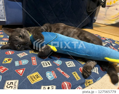 猫とぬいぐるみ 猫とぬいぐるみ 127565779