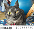 猫 127565780