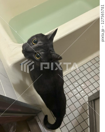 猫とお風呂場 猫とお風呂場 127565781