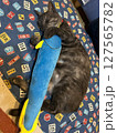 猫とぬいぐるみ 127565782