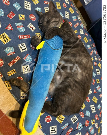 猫とぬいぐるみ 127565782