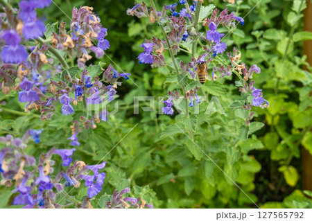 紫の花とミツバチが彩る初夏の庭 紫の花とミツバチが彩る初夏の庭 127565792