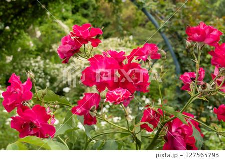 赤く咲き誇るバラの花々 127565793