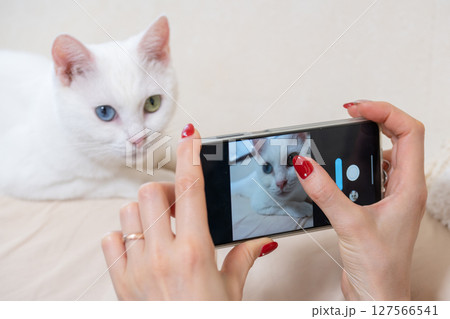 スマートフォンで猫の画像を撮影する女性の手元 スマートフォンで猫の画像を撮影する女性の手元 127566541