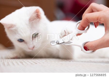 猫の爪を切ろうとする飼い主の手元 127566695