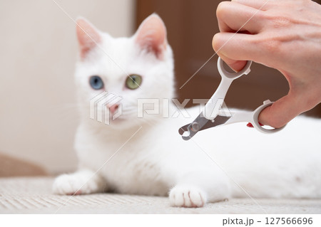 猫の爪を切ろうとする飼い主の手元 猫の爪を切ろうとする飼い主の手元 127566696