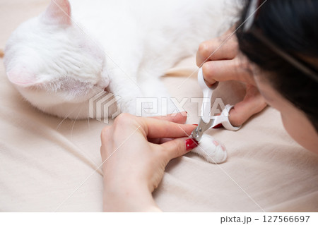 猫の爪を切ろうとする飼い主の手元 猫の爪を切ろうとする飼い主の手元 127566697