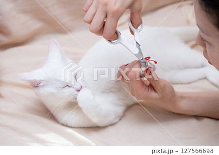 猫の爪を切ろうとする飼い主の手元 127566698