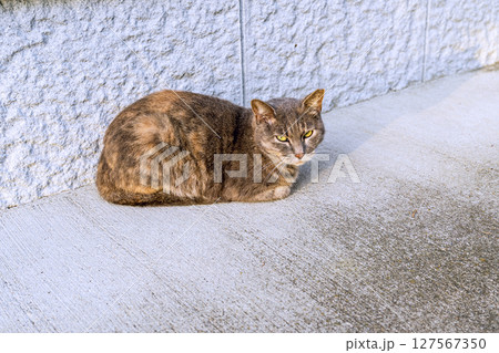 コンクリートの上で休む野良猫 コンクリートの上で休む野良猫 127567350