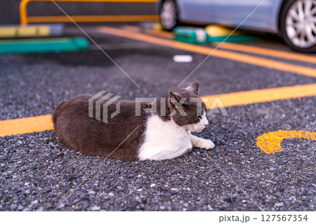 夕暮れ時の駐車場でのんびりとする白黒の猫 夕暮れ時の駐車場でのんびりとする白黒の猫 127567354