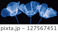 Delicate flower petals show intricate veins and fragile beauty through X-ray visualization. 127567451