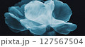 Delicate flower petals displayed in X-ray form highlight ethereal beauty and intricate details. 127567504