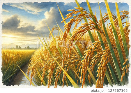 稲穂・田んぼ 稲穂・田んぼ 127567563