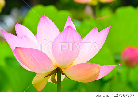 綺麗な星名池のハスの花 綺麗な星名池のハスの花 127567577