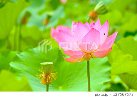 綺麗な星名池のハスの花 綺麗な星名池のハスの花 127567578