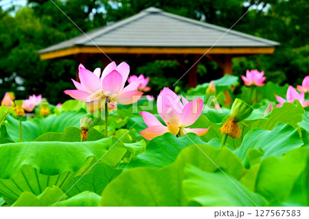 綺麗な星名池のハスの花 127567583