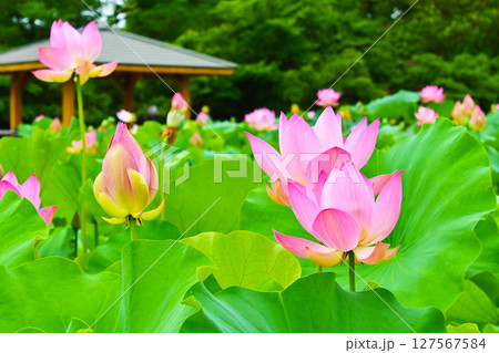 綺麗な星名池のハスの花 綺麗な星名池のハスの花 127567584