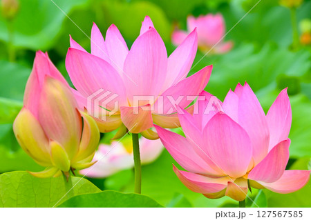 綺麗な星名池のハスの花 127567585