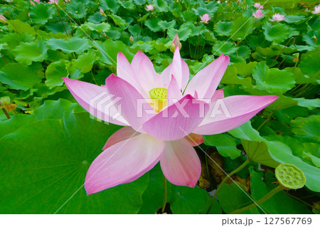 綺麗な星名池のハスの花 127567769