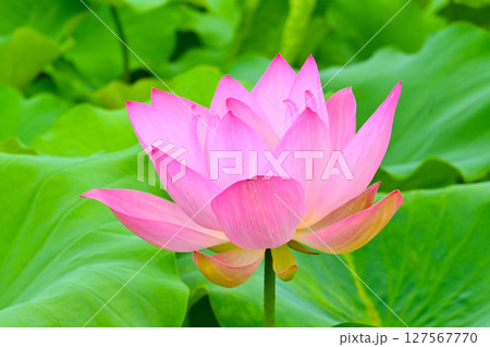 綺麗な星名池のハスの花 127567770