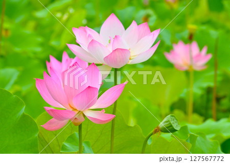 綺麗な星名池のハスの花 127567772