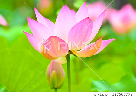 綺麗な星名池のハスの花 綺麗な星名池のハスの花 127567778