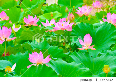 綺麗な星名池のハスの花 綺麗な星名池のハスの花 127567832