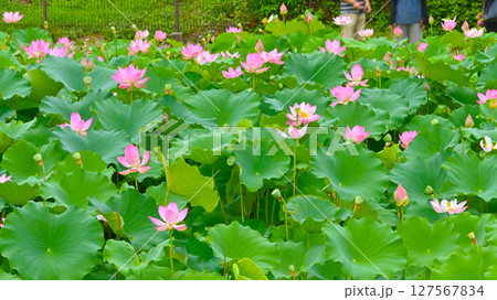 綺麗な星名池のハスの花 綺麗な星名池のハスの花 127567834