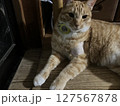Airtagを付けた茶トラ猫　首輪にAirtag　凛々しいネコ 127567878