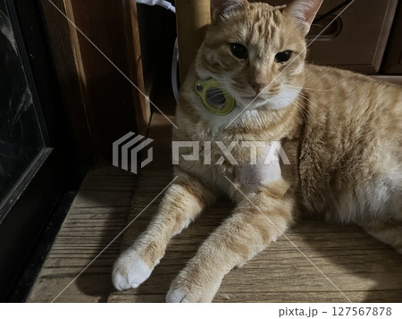 Airtagを付けた茶トラ猫　首輪にAirtag　凛々しいネコ 127567878