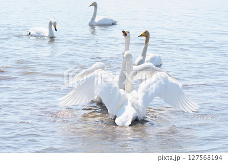北海道の春に訪れ鳴き交わすハクチョウの群れ 北海道の春に訪れ鳴き交わすハクチョウの群れ 127568194