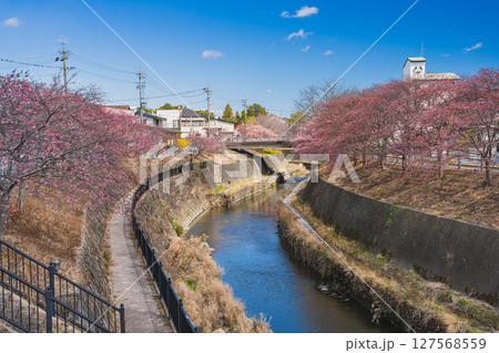 掛川市の掛川城周辺の掛川桜の風景(静岡県) 掛川市の掛川城周辺の掛川桜の風景(静岡県) 127568559