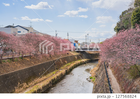 掛川市の掛川城周辺の掛川桜の風景(静岡県) 127568824