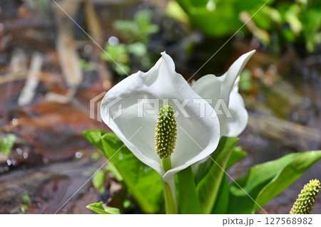 尾瀬の水芭蕉　群馬 127568982