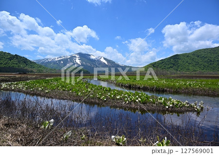 下ノ大堀からの至仏山と水芭蕉 群馬 下ノ大堀からの至仏山と水芭蕉 群馬 127569001