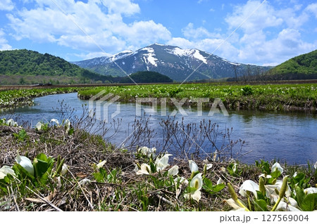 下ノ大堀からの至仏山と水芭蕉　群馬 127569004