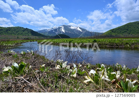 下ノ大堀からの至仏山と水芭蕉　群馬 127569005